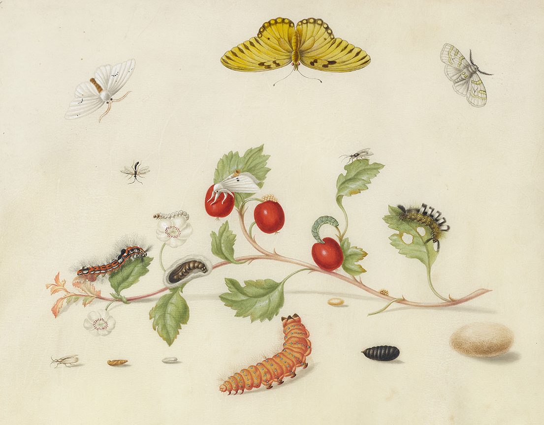 Maria Sibylla Merian - Insecten en tak van meidoorn